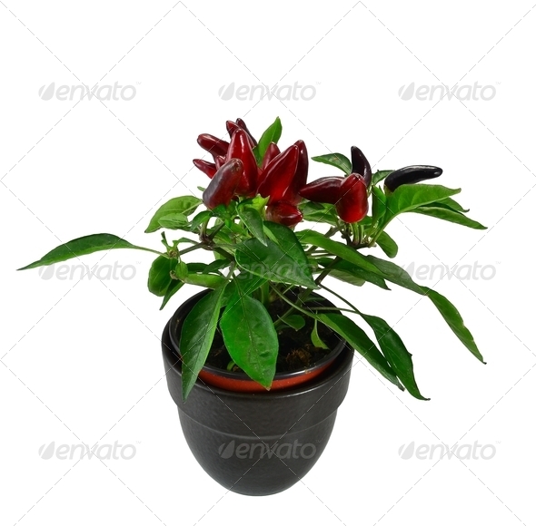 Potted Red Chilli Plant Stock Photo by gcpics PhotoDune